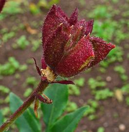   Fruit:   Dictamnus albus , follicles still attached to plant; Photo by H. Zell, wikimedia commons
